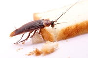 Pest Control during COVID-19: What the Food Industry Needs to Know